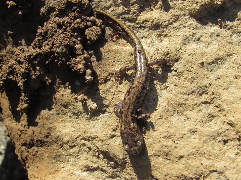 Clouded Salamander (Aneides ferreus)