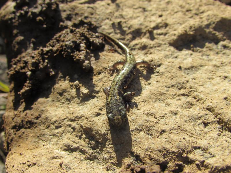 Clouded Salamander (Aneides ferreus)