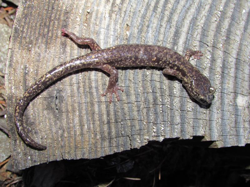 Clouded Salamander (Aneides ferreus)