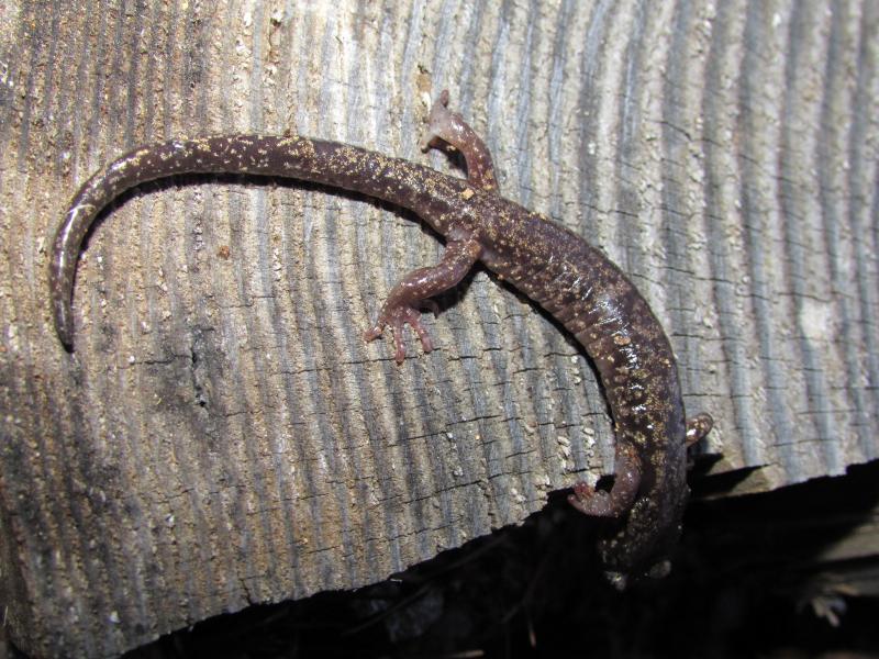 Clouded Salamander (Aneides ferreus)