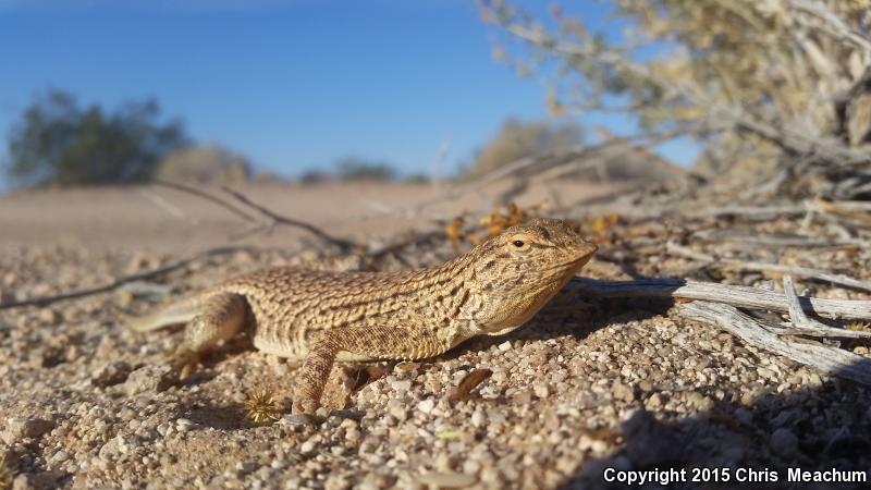 Yuman Fringe-toed Lizard (Uma rufopunctata)
