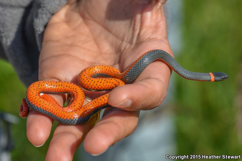 Northwestern Ring-necked Snake (Diadophis punctatus occidentalis)