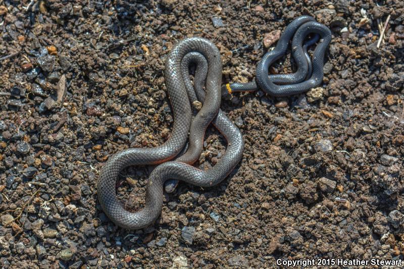 Northwestern Ring-necked Snake (Diadophis punctatus occidentalis)