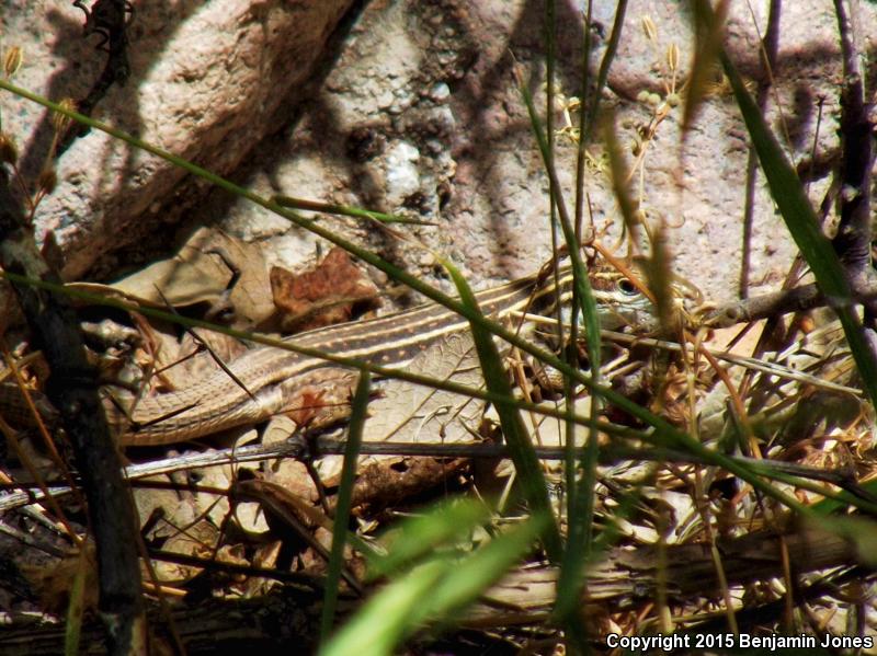 Canyon Spotted Whiptail (Aspidoscelis burti)