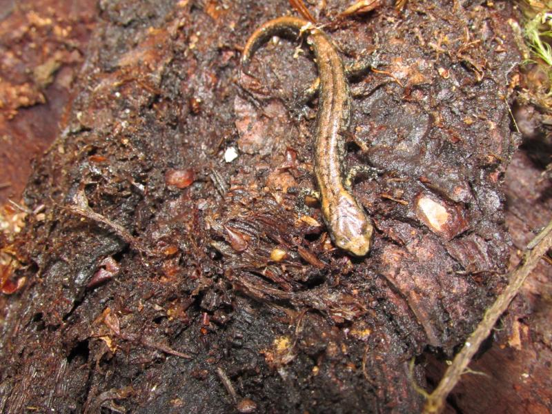 Clouded Salamander (Aneides ferreus)