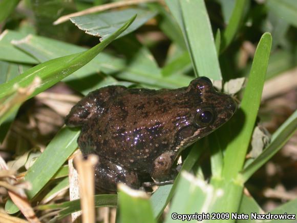 Sabinal Frog (Leptodactylus melanonotus)