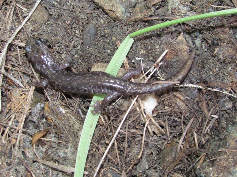 Clouded Salamander (Aneides ferreus)