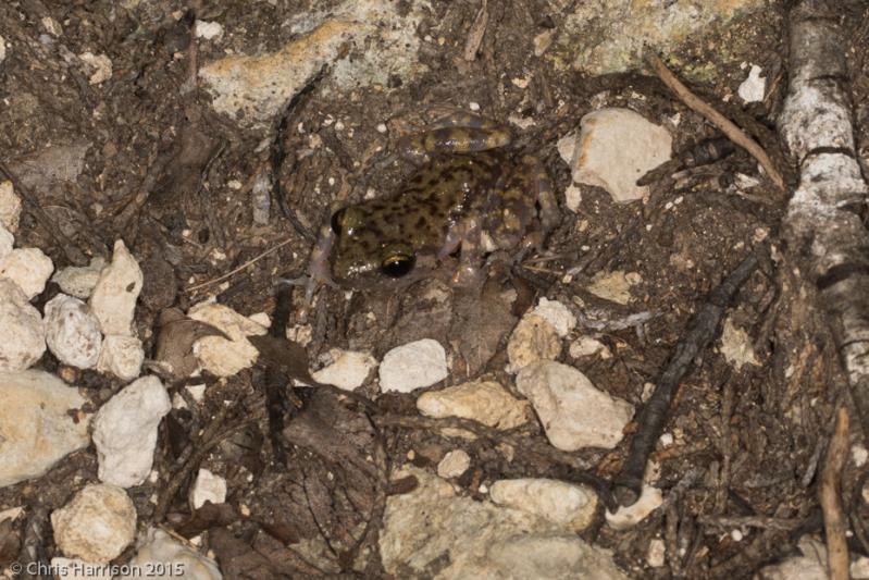 Cliff Chirping Frog (Eleutherodactylus marnockii)