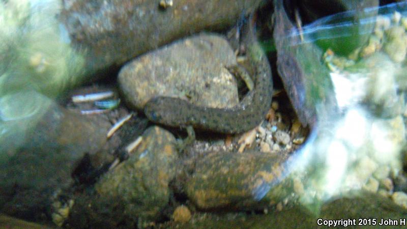 Cascade Torrent Salamander (Rhyacotriton cascadae)