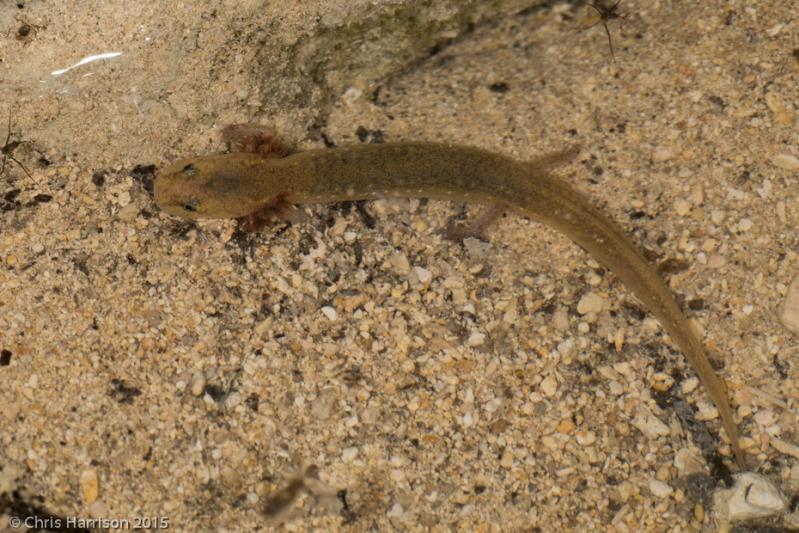 Texas Salamander (Eurycea neotenes)