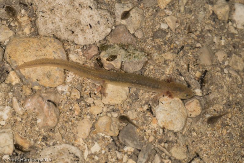 Texas Salamander (Eurycea neotenes)