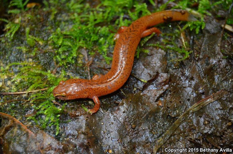 Blue Ridge Spring Salamander (Gyrinophilus porphyriticus danielsi)