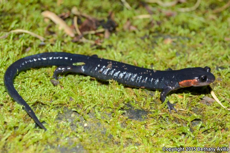 Red-cheeked Salamander (Plethodon jordani)