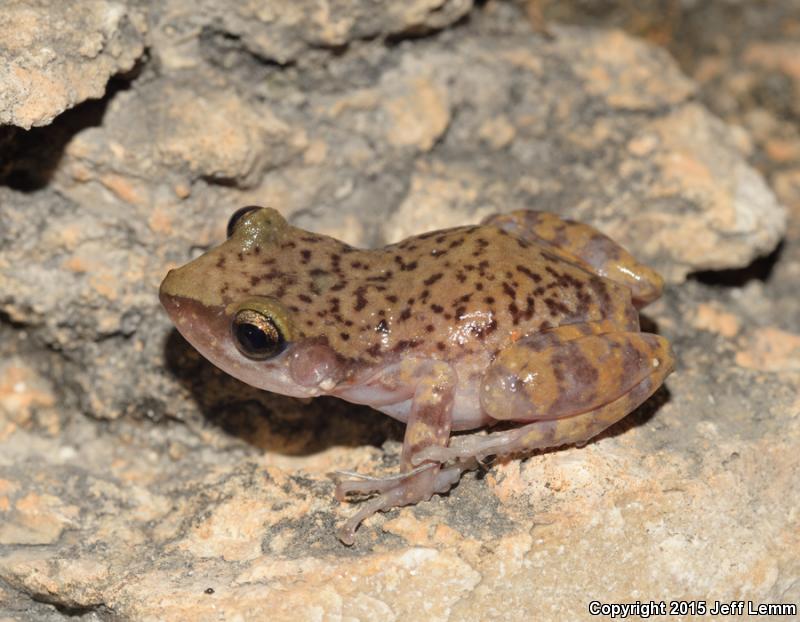 Cliff Chirping Frog (Eleutherodactylus marnockii)