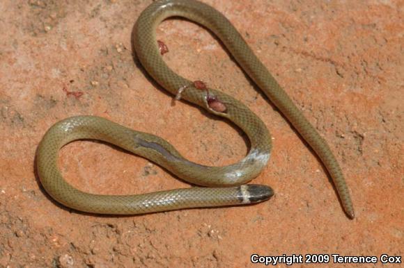 Chihuahuan Black-headed Snake (Tantilla wilcoxi)