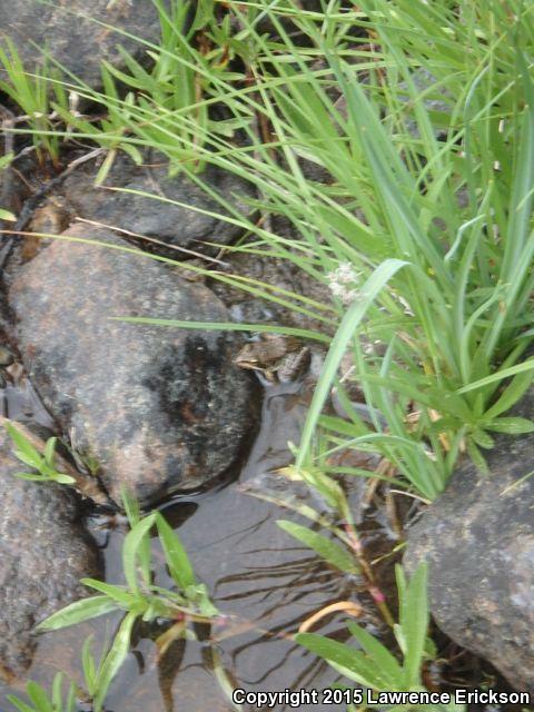 Cascades Frog (Rana cascadae)