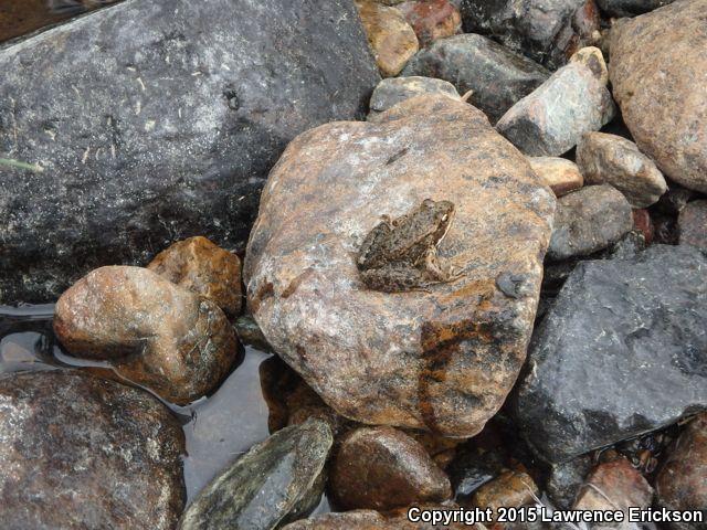 Cascades Frog (Rana cascadae)