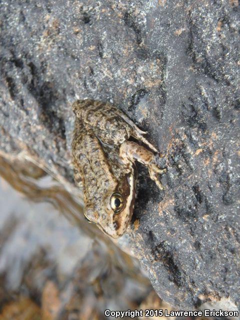 Cascades Frog (Rana cascadae)