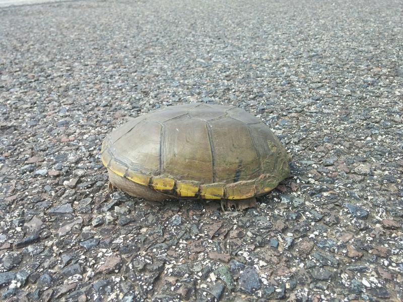 Yellow Mud Turtle (Kinosternon flavescens)