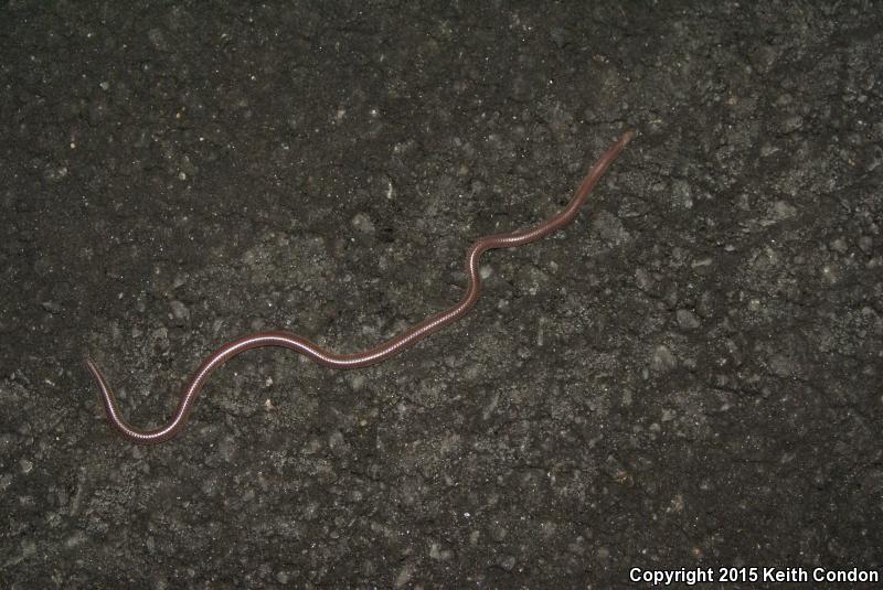 Desert Threadsnake (Leptotyphlops humilis cahuilae)