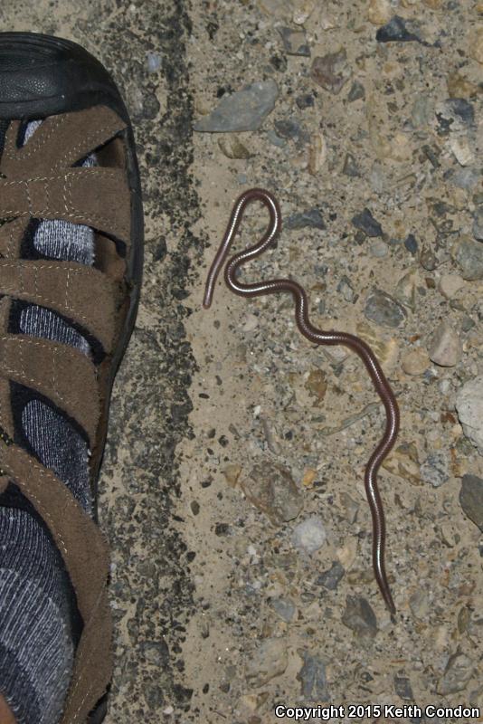 Desert Threadsnake (Leptotyphlops humilis cahuilae)