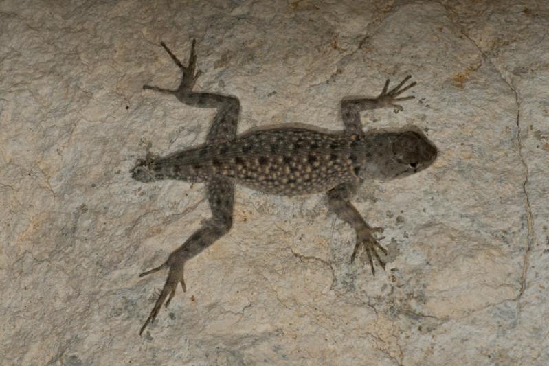 Canyon Lizard (Sceloporus merriami)