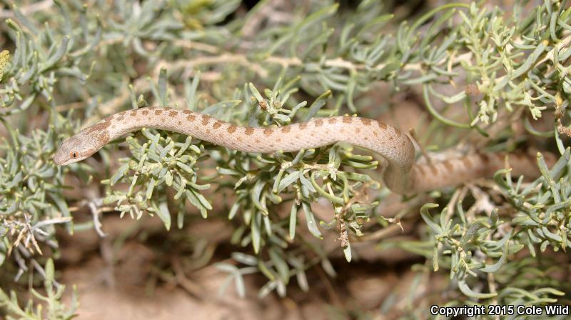 Mesa Verde Nightsnake (Hypsiglena chlorophaea loreala)