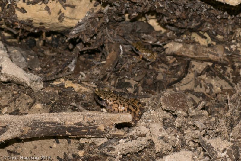 Cliff Chirping Frog (Eleutherodactylus marnockii)