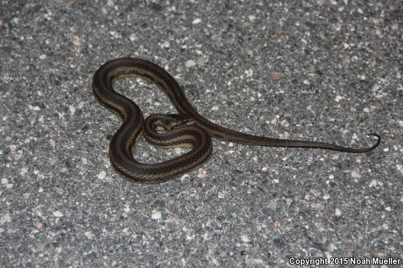 Gulf Saltmarsh Snake (Nerodia clarkii clarkii)