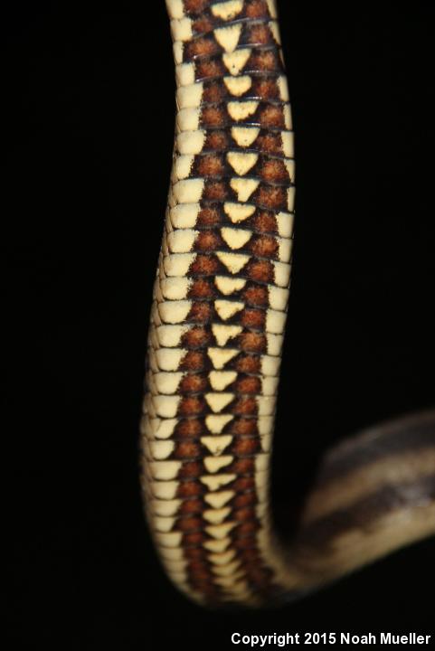 Gulf Saltmarsh Snake (Nerodia clarkii clarkii)