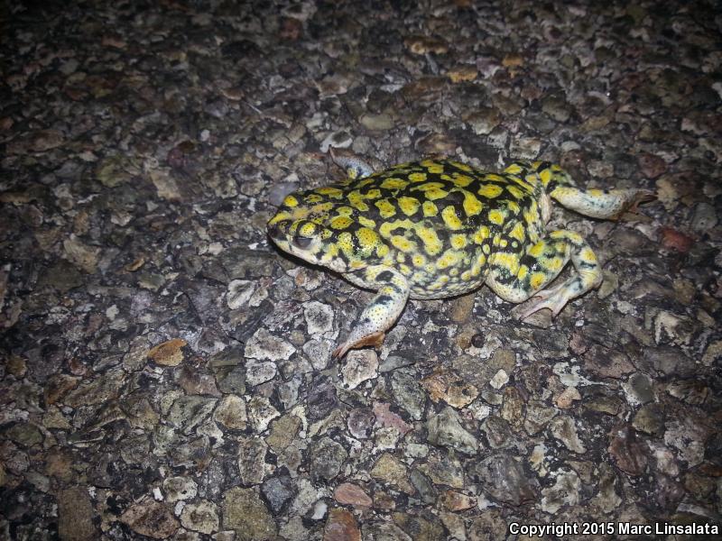 Sonoran Green Toad (Anaxyrus retiformis)