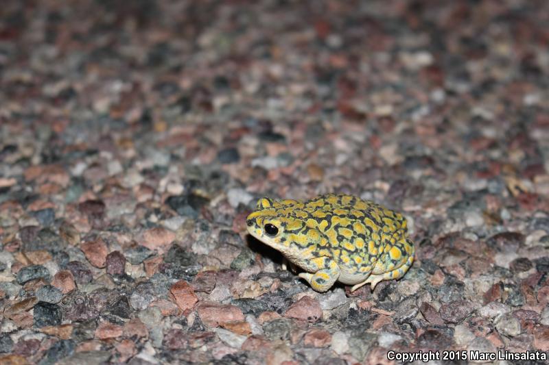 Sonoran Green Toad (Anaxyrus retiformis)