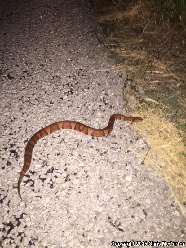 Broad-banded Copperhead (Agkistrodon contortrix laticinctus)