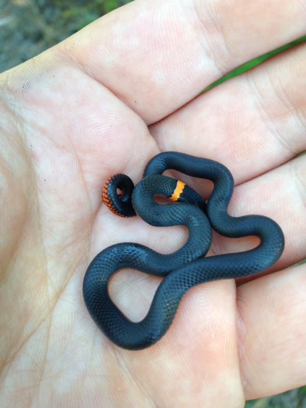 Northwestern Ring-necked Snake (Diadophis punctatus occidentalis)