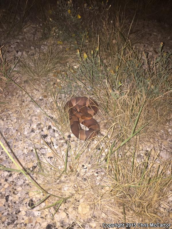 Broad-banded Copperhead (Agkistrodon contortrix laticinctus)