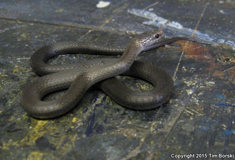 Key Ring-necked Snake (Diadophis punctatus acricus)