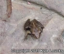 Coastal Plain Cricket Frog (Acris gryllus gryllus)