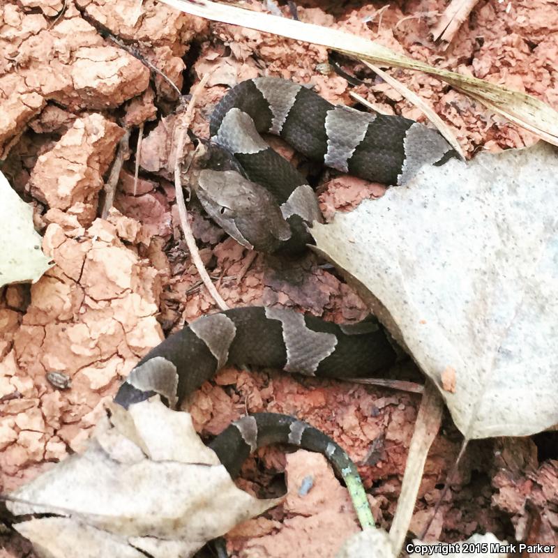 Broad-banded Copperhead (Agkistrodon contortrix laticinctus)