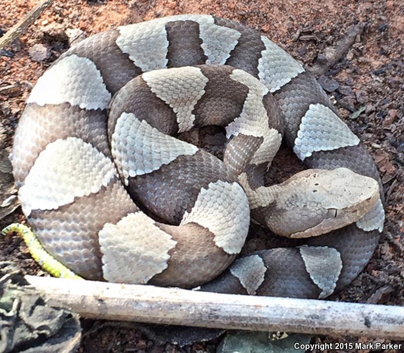 Broad-banded Copperhead (Agkistrodon contortrix laticinctus)