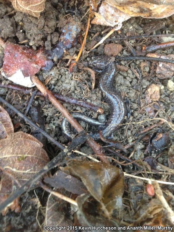 Southern Ravine Salamander (Plethodon richmondi)