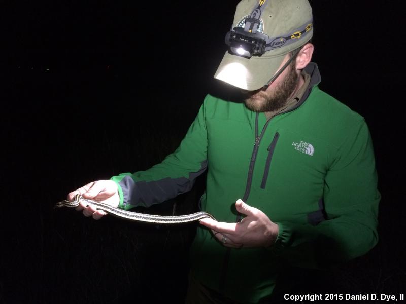 Gulf Saltmarsh Snake (Nerodia clarkii clarkii)