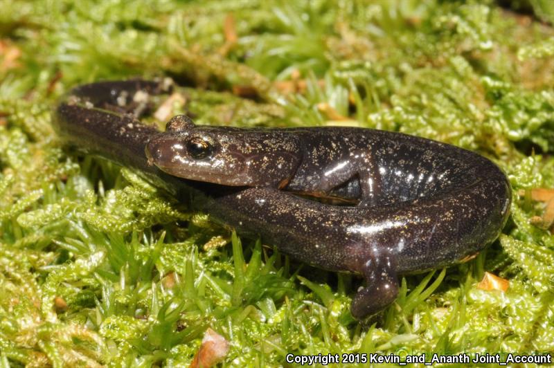 Cheat Mountain Salamander (Plethodon nettingi)