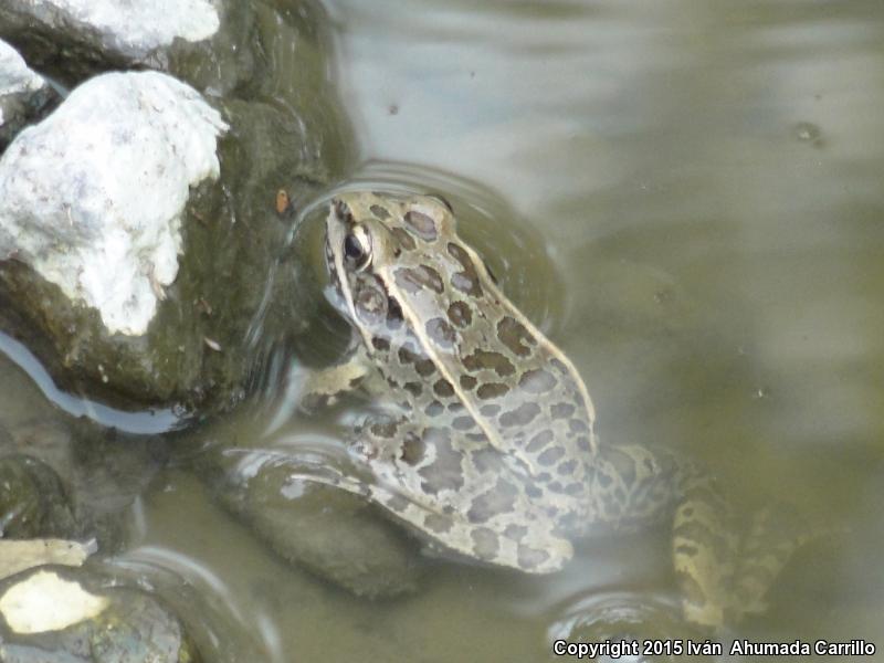 Transverse Volcanic Leopard Frog (Lithobates neovolcanicus)