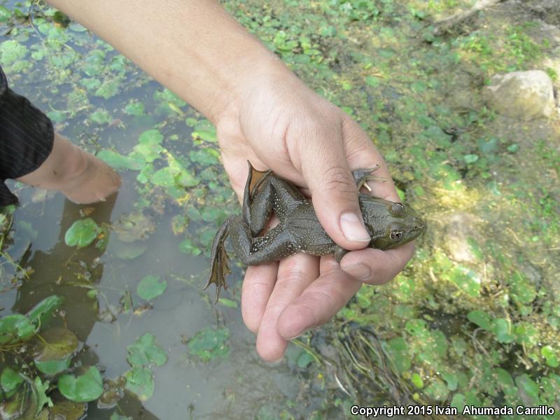 Montezuma Leopard Frog (Lithobates montezumae)