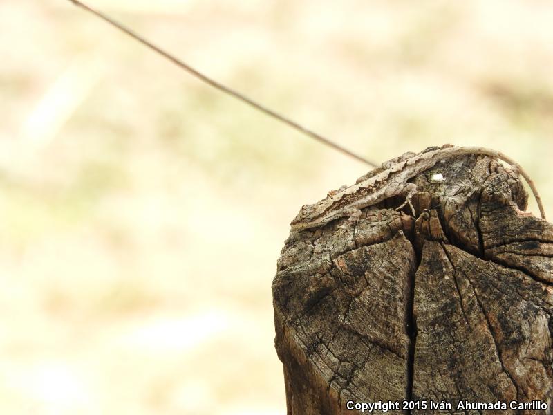 Clouded Anole (Anolis nebulosus)