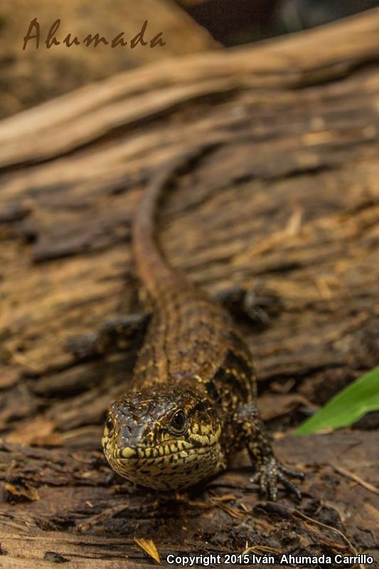Rough-necked Alligator Lizard (Barisia rudicollis)