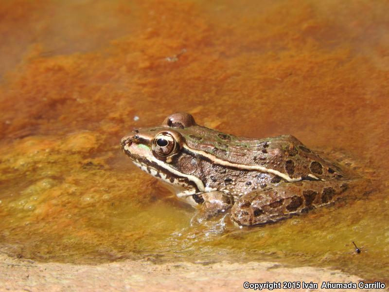 Northwest Mexico Leopard Frog (Lithobates magnaocularis)