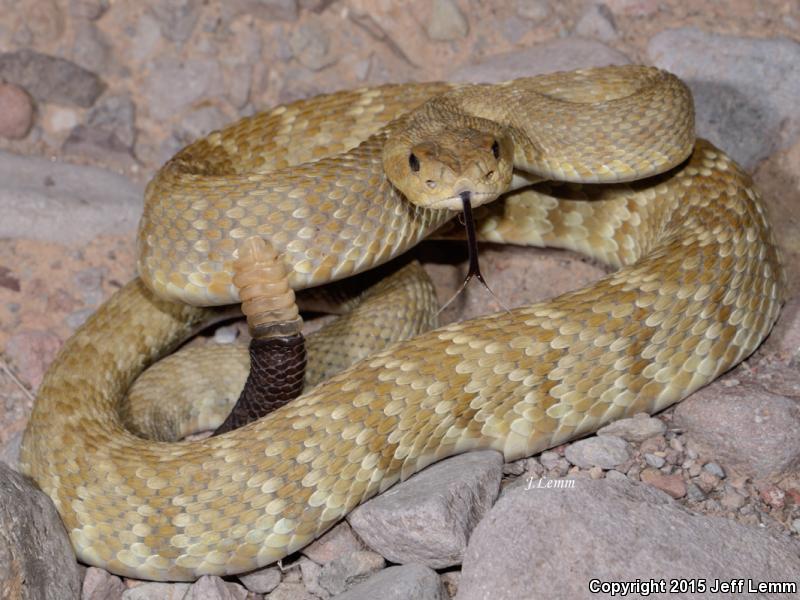 Isla San Esteban Black-tailed Rattlesnake (Crotalus estebanensis)