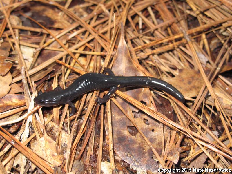 South Carolina Slimy Salamander (Plethodon variolatus)