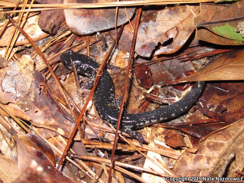 South Carolina Slimy Salamander (Plethodon variolatus)